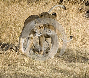 Lion Affection