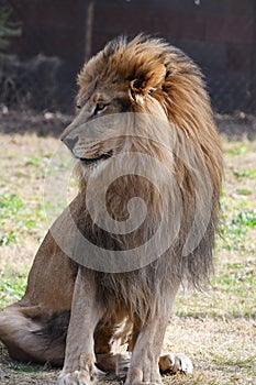 Lion Of Africa.