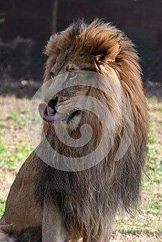 Lion Of Africa.