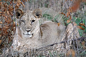 Lion - Africa