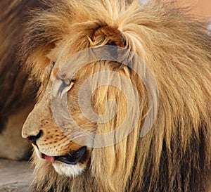 Lion Africa