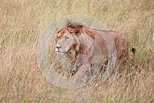 Lion in kenya stalking through the grass