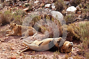 The lion is Africa`s largest terrestrial predator