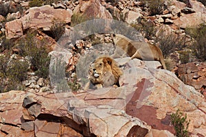 The lion is Africa`s largest terrestrial predator