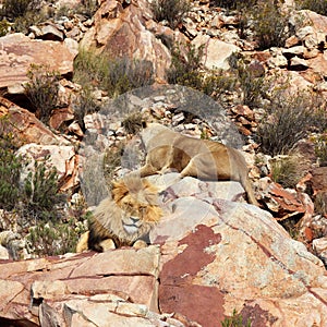 The lion is Africa`s largest terrestrial predator