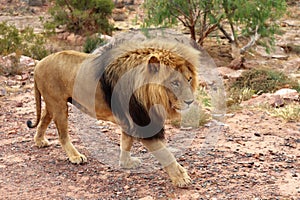 The lion is Africa`s largest terrestrial predator