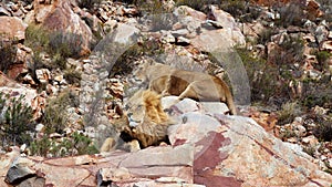 The lion is Africa`s largest terrestrial predator