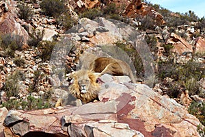 The lion is Africa`s largest terrestrial predator