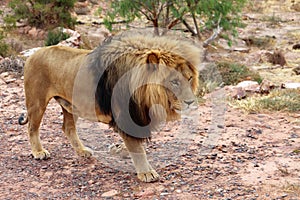 The lion is Africa`s largest terrestrial predator