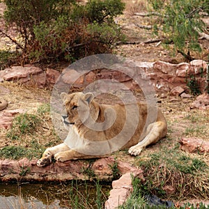 The lion is Africa`s largest terrestrial predator