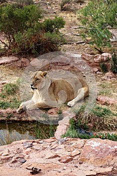 The lion is Africa`s largest terrestrial predator