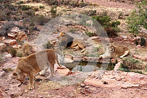 The lion is Africa`s largest terrestrial predator