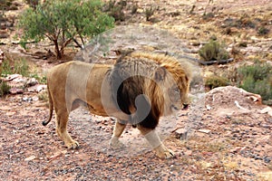 The lion is Africa`s largest terrestrial predator