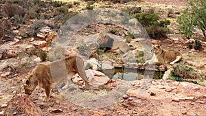 The lion is Africa`s largest terrestrial predator