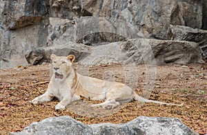 Lion Africa white color in the nature habitat