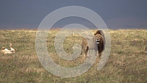 Lion aka Panthera Leo in Meadow of African Savanna, 120fps Slow Motion