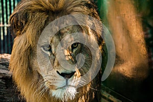 Lion Alfa Male photo