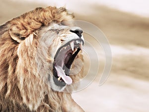 Lion anger