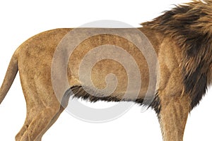 Lion animal african beast, close view