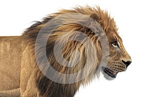 Lion animal african feline, close view