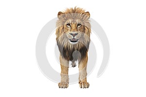 Lion animal beast, front view