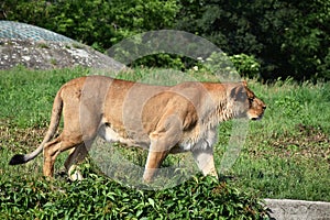 Lion animal female zoo