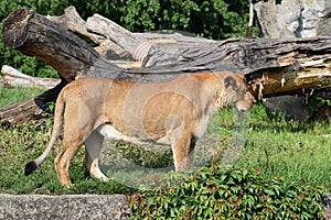 Lion animal female zoo