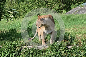 Lion animal female zoo