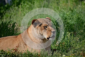 Lion animal female zoo