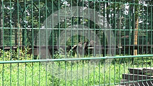 Lion animal lying in zoo cage and people walking on background