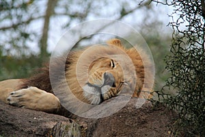 Lion asleep head on rock in closeup portrait