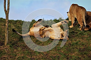 Lion atacking a young tree