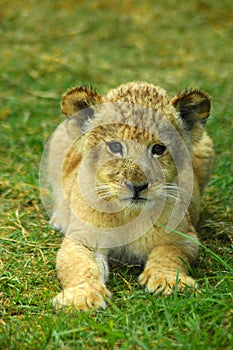 Lion baby