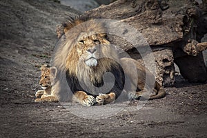 Lion and Baby Cub