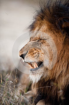 Lion baring his teeth photo