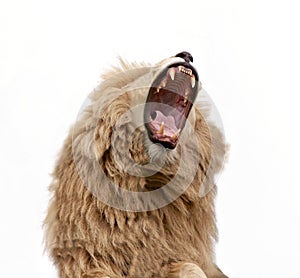 Lion Bearing Teeth roar