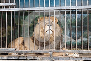 Lion behind bars cage at the zoo