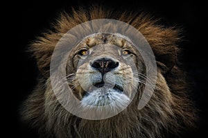 Lion Berber photo