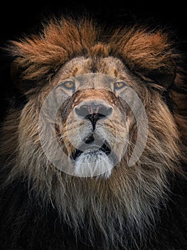 Lion Berber photo