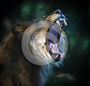 The lion of Berber teeth yawn snout