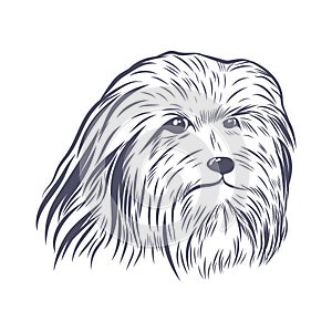 Lion bichon head hand drawn vector sketch