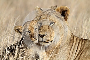 Lion bigbrother babysitting cub, Serengeti