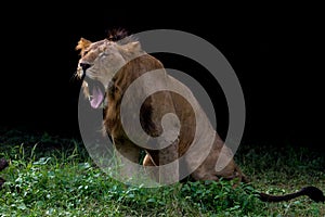 A lion in black background