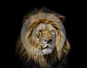 Lion, black background