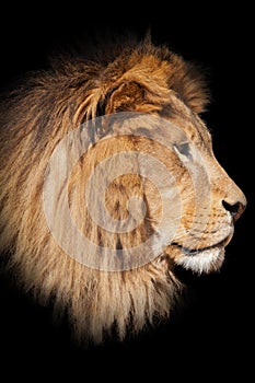 Lion black background