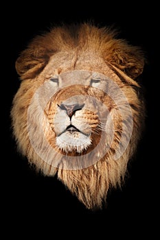 Lion black background