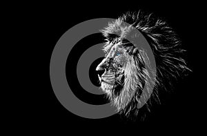 Lion in black and white