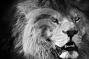 Lion black and white
