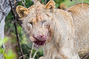 Lion with blood on face South Africa