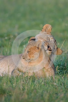 Lion bonding in green grass plains